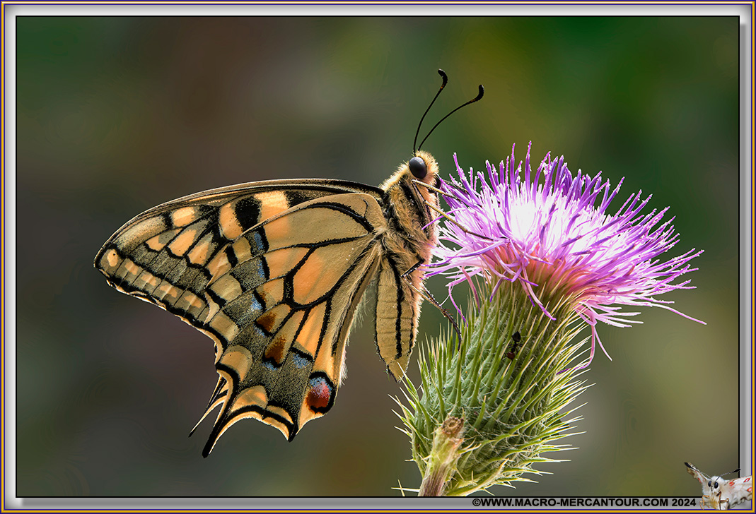 Machaon